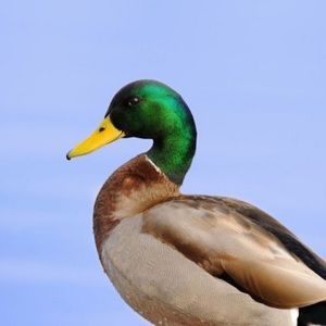 Meet your Posher, Ducky